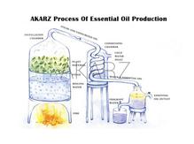 ANISE Natural Essential Oil - Capital Elements 2 Wellness and Fitness