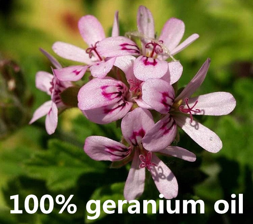 GERANIUM Essential Oil - Capital Elements 2 Wellness and Fitness