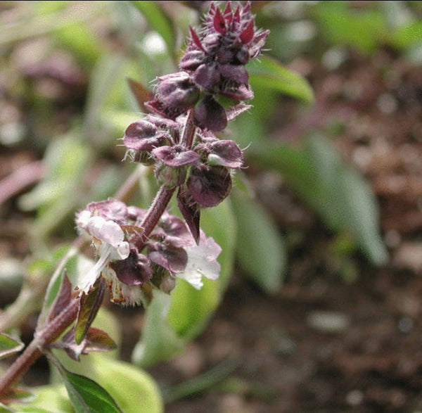 BASIL Essential Oil - Capital Elements 2 Wellness and Fitness